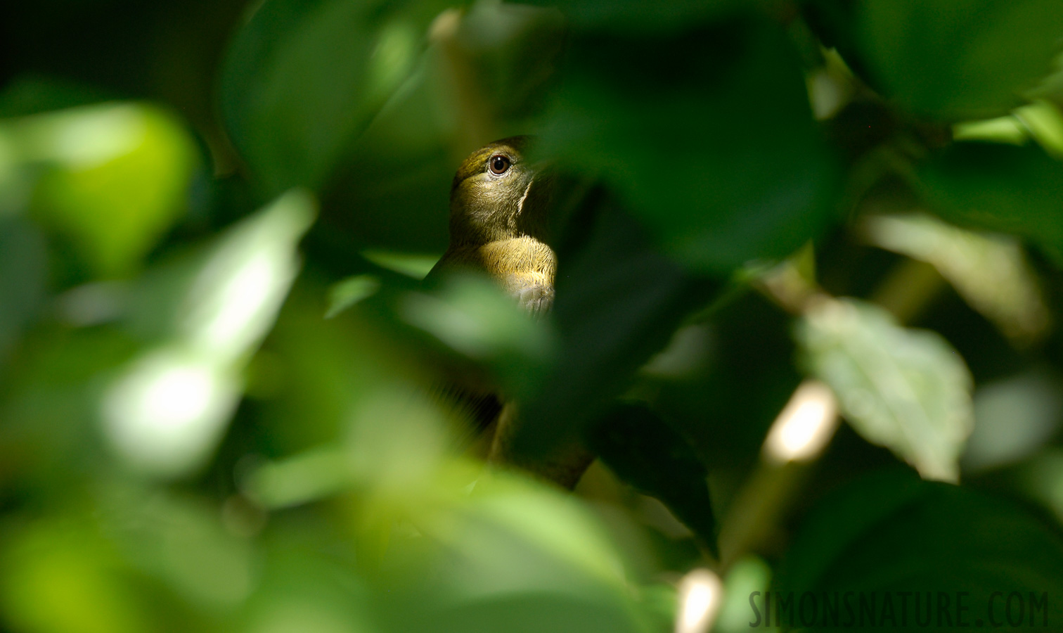 Pacuare Lodge [400 mm, 1/125 sec at f / 5.6, ISO 250]